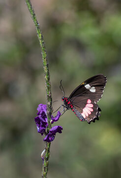 A Cattleheart butterfly (Parides eurimedes) looks for nectar in a purple flower; Monteverde, Costa Rica