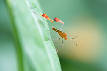 Flag-footed bug (Anisoscelis flavolineata) resting on a green leaf in the forest; Puntarenas, Costa Rica