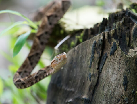 A juvenile Fer-de-lance (Bothrops asper) slithers along the forest floor in Corcovado National Park; Puntarenas, Costa Rica