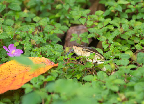 A Fer-de-lance (Bothrops asper) slithers along the forest floor and flicks its tongue out, past purple flowers in Corcovado National Park; Puntarenas, Costa Rica