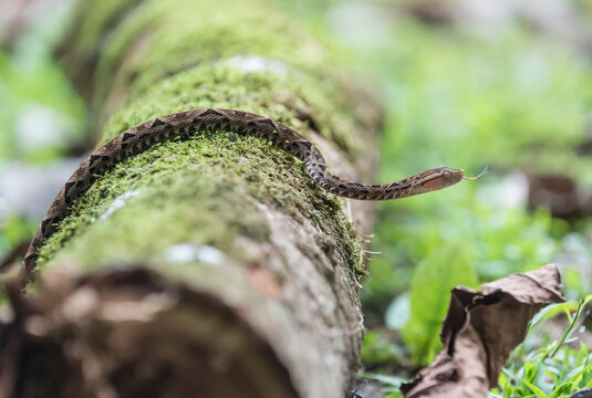 A juvenile Fer-de-lance (Bothrops asper) slithers along the forest floor in Corcovado National Park; Puntarenas, Costa Rica