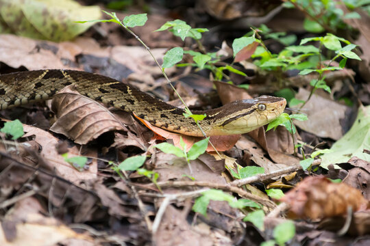 A Fer-de-lance (Bothrops asper) along the ground of the tropical forest in Corcovado National Park; Puntarenas, Costa Rica