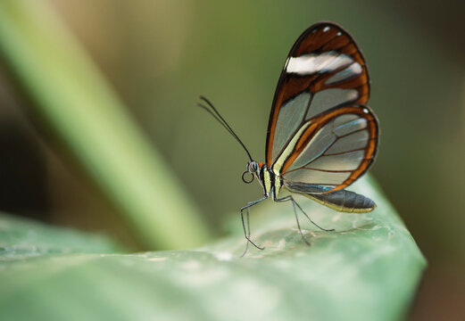 A Greta oto or Glasswing butterfly rests on a leaf; Monteverde, Costa Rica