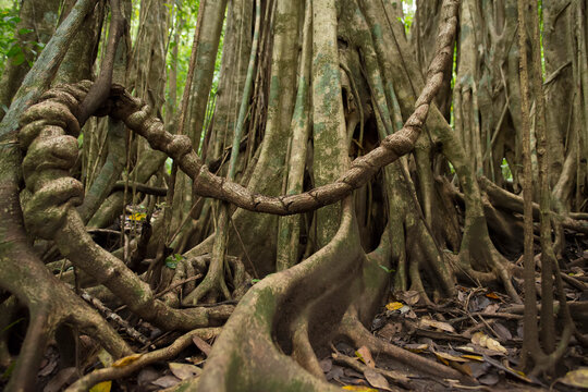 Strangler fig (Ficus costaricana) in the rainforest of Corcovado National Park on the Osa Peninsula; Puntarenas, Costa Rica