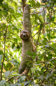 A male, brown-throated, three-toed sloth (Bradypus variegatus) turns his head to look at the camera while hanging from a tree in Manuel Antonio National Park; Quepos, Puntarenas, Costa Rica