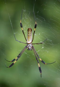 A female Golden Orb-Weaver (Nephila clavipes) resting in it's spiderweb; Costa Rica