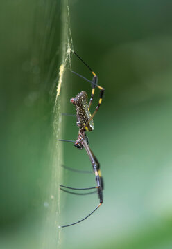 A female Golden Orb-Weaver (Nephila clavipes) resting in it's spiderweb; Costa Rica