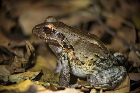 A Smoky jungle frog (Leptodactylus pentadactylus) sits on the forest floor at night in Costa Rica; Puntarenas, Costa Rica