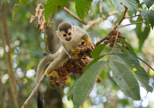 A Central American squirrel monkey (Saimiri oerstedii) eats fruit from a tree in Manuel Antonio National Park, Costa Rica; Quepos, Puntarenas, Costa Rica