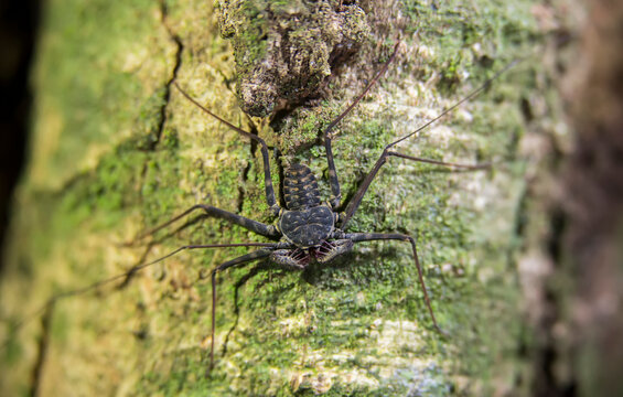 Tailless whip scorpion (Amblypygi) hunts for prey at nighttime; Puntarenas, Costa Rica