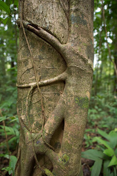 Strangler fig in the rainforest of Corcovado National Park, Costa Rica; Puntarenas, Costa Rica