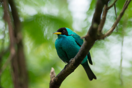 A Green honeycreeper (Chlorophanes spiza) rests on a branch in the forests of Costa Rica; Costa Rica