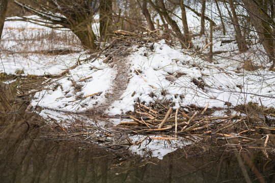 Beaver Lodge from European beaver in winter, Castor fiber; Spessart, Bavaria, Germany