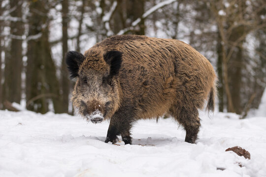 Portrait of a Wild boar (Sus scrofa) in snow; Spessart, Bavaria, Germany