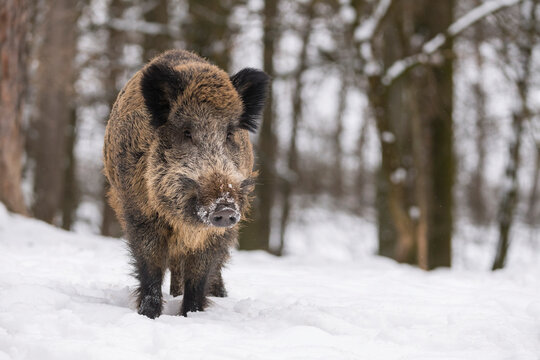 Portrait of a Wild boar (Sus scrofa) in snow; Spessart, Bavaria, Germany