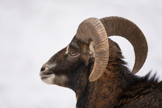 Mouflon Ram (Ovis musimon)  portrait; Odenwald, Hesse, Germany