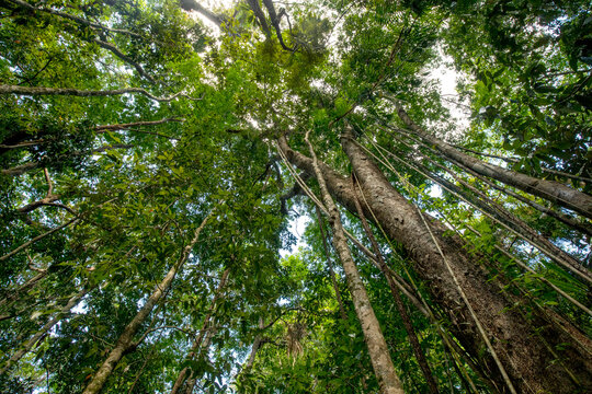 Looking up to the canopy of the Daintree Rainforest of Queensland, Eastern Kuku Yalani, Australia; Cow Bay, Queensland, Australia