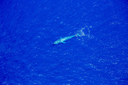 Blue whale (Balaenoptera musculus) seen from the air off the  West Coast of Sri Lanka; Mirissa, Southern Province, Sri Lanka