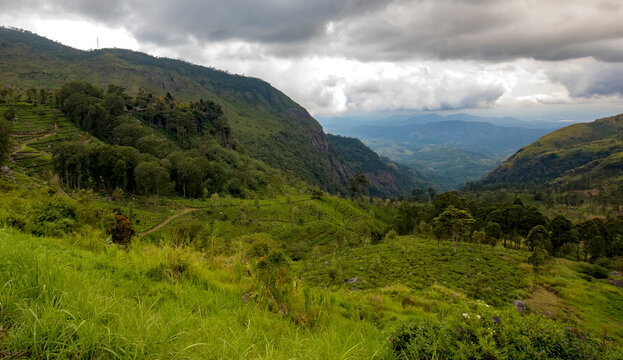 Landscape on the Dambatenne Tea Estate, Hill Country, Sri Lanka; Dambatenne, Badulla District, Sri Lanka