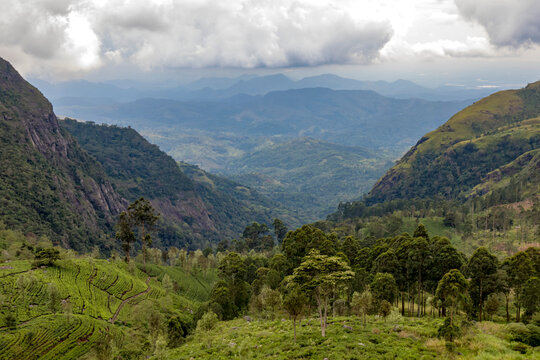 Landscape on the Dambatenne Tea Estate, Hill Country, Sri Lanka; Dambatenne, Badulla District, Sri Lanka