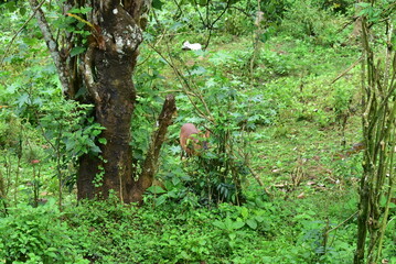 Fototapeta premium Wild Goat spotted from window