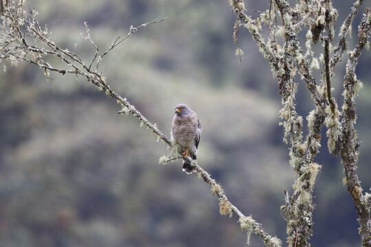 Rupornis Magnirostris. Su nombre com&uacute;n " Gavilan Pollero" Hermosa ave de rapi&ntilde;a.