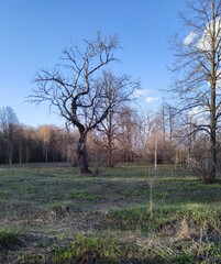 trees in early spring in the village
