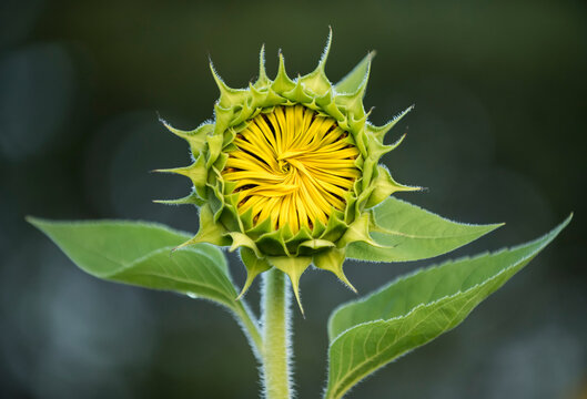 Close-up of sunflower (Helianthus) with petals closed just prior to blooming; Virginia, United States of America
