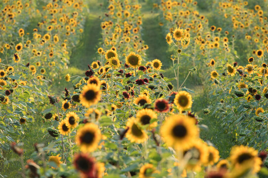 Overview of a field of sunflowers (Helianthus) with dark center disks, blooming in a field in summertime; Virginia, United States of America