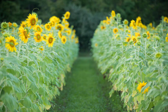 A field of rows of sunflowers (Helianthus) blooming in summertime; Virginia, United States of America