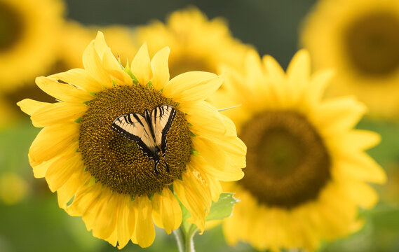 An Eastern Tiger swallowtail (Papilio glaucus) butterfly feeds on sunflower (Helianthus) nectar; Maryland, United States of America