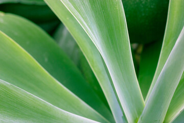 Obraz premium Fresh green agave leaves in garden. Asparagaceae exotic succulent of Mexico.