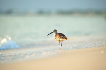 Large-Billed Dowitcher wild sea bird looking for food on seaside in summer
