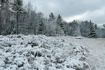 558-07 Juniper Shore Snow
