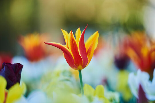 Close-up of a colorful field of Didier's tulip or garden tulip (Tulipa gesneriana) blossoms, with focus on one red and yellow bloom; Bavaria, Germany