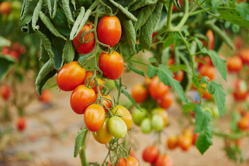 Close-up of ripe tomatoes (Solanum lycopersicum) on the vine in a garden in summer; Upper Palatinate, Bavaria, Germany