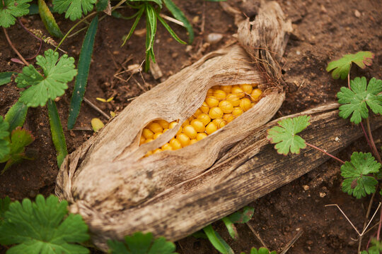 Maize or Corn (Zea mays) showing the fruit kernels lying on a field; Bavaria, Germany
