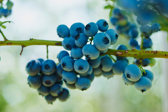Close-up of ripe northern highbush blueberry or huckleberry (Vaccinium corymbosum) hanging on the branch in summer; Upper Palatinate, Bavaria, Germany