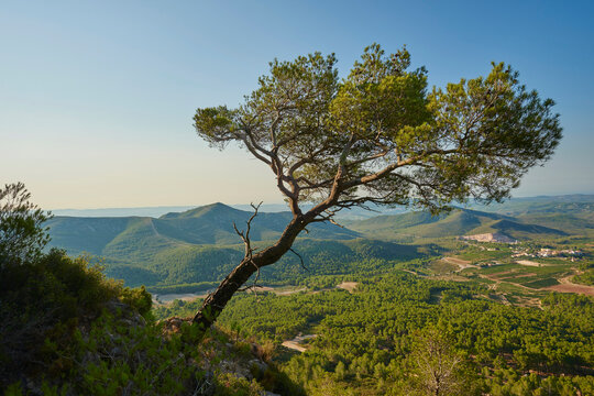 Stone pine (Pinus pinea) tree on a mountain overlooking the countryside at sunrise; Catalonia, Spain