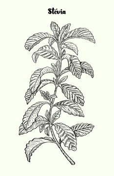 Stevia vector, Herbal sketch of sweetener sugar substitute. Vintage illustration. Hand drawn icon for label, poster, packaging design.