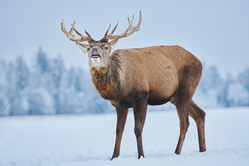 Red deer (Cervus elaphus) on a snowy meadow; Bavaria, Germany