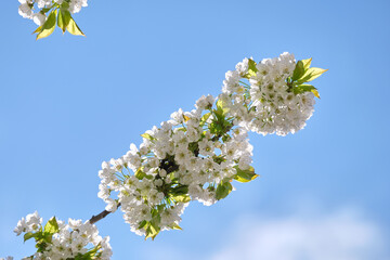 Twigs of cherry tree with white blossoming flowers in early spring