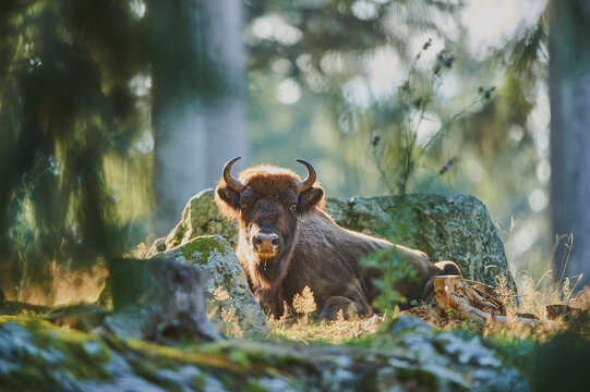 European bison or Wisent (Bison bonasus) on a forest glade, Bavarian Forest National Park; Bavaria, Germany