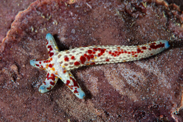 A small starfish, Linkia multifora, is regenerating its entire body from one arm as it sits on a...