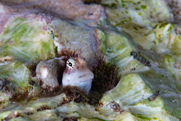 A small blenny pokes its cute face out of a hole in a Solomon Island coral reef. Blennies are common inhabitants of coral reefs throughout the Indo-West Pacific region.