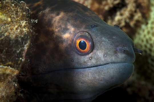 Close-up profile of young yellow margin moray eel (Gymnothorax flavimarginatus); Maui, Hawaii, United States of America