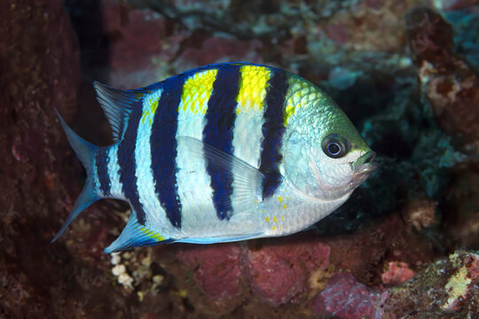 Close-up portrait of an Indo Pacific Sergeant fish (Abudefduf vaigiensis); Maui, Hawaii, United States of America