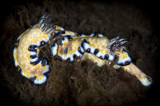 Close-up of a pair of Imperial Nudibranch (Hypselodoris imperialis); Maui, Hawaii, United States of America