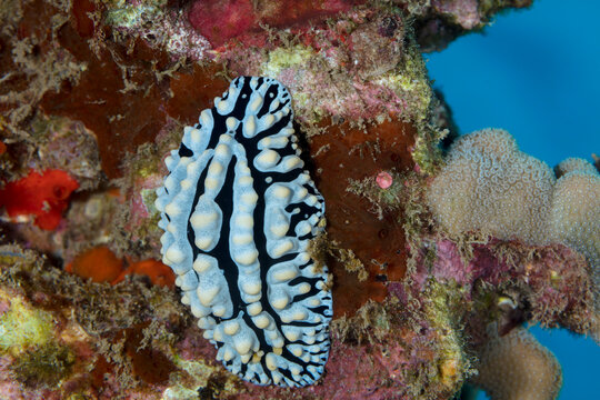 Phyllidia varicosa sea slug; Maui, Hawaii, United States of America