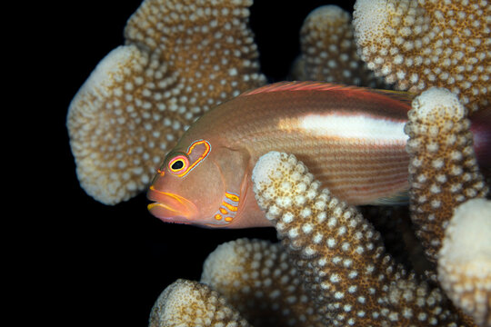 Arc Eye Hawkfish (Paracirrhites arcatus) hides in antler coral (Acropora cervicornis); Maui, Hawaii, United States of America
